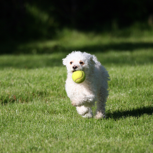 Pet Park